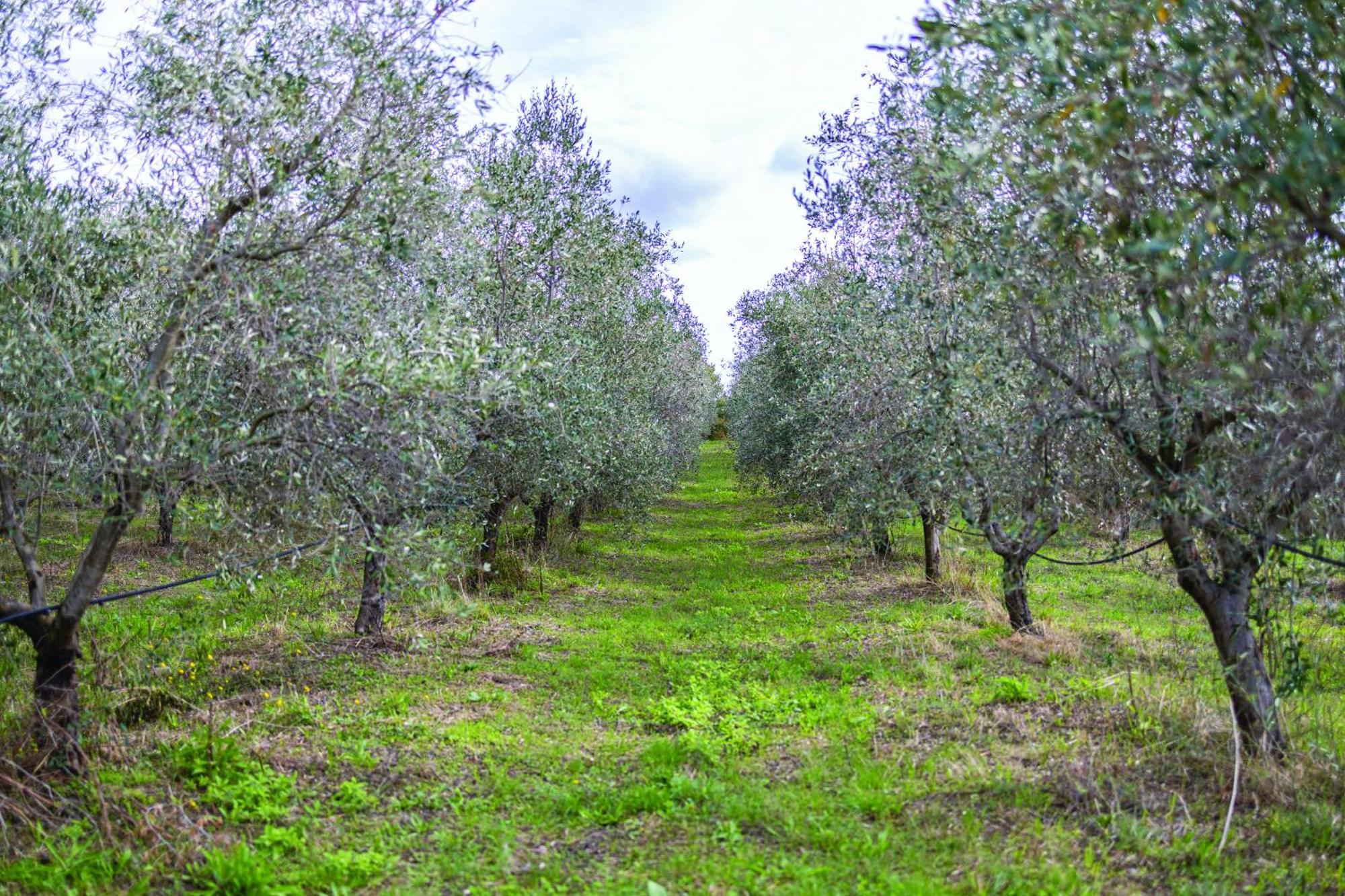 Agriturismo La Petrosa Ceraso Luaran gambar